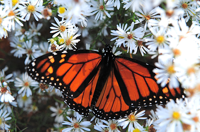 monarch butterfly