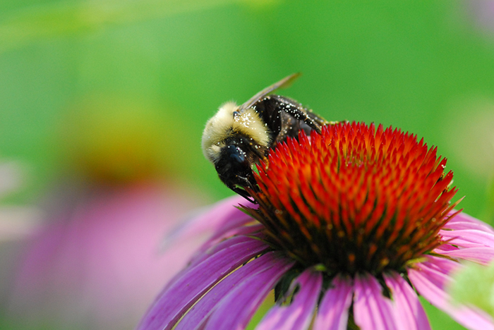 bee on echinacea flower