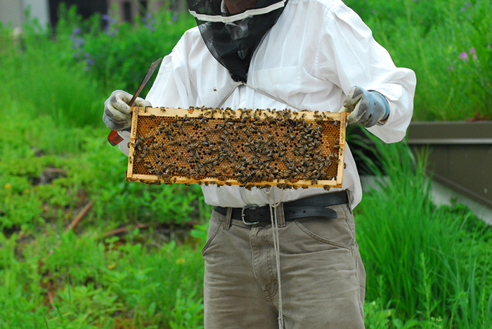 man holding bee hive