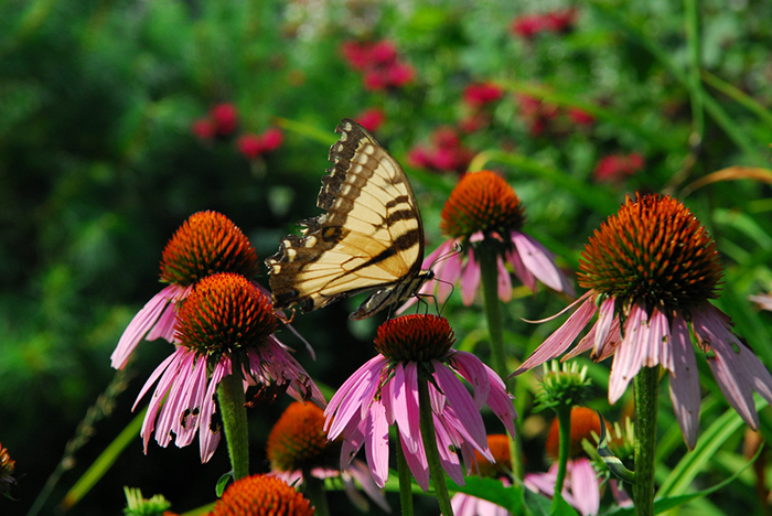 swallowtail butterfly