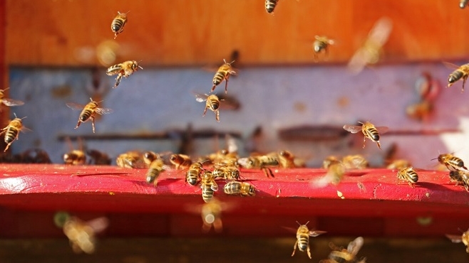 meet the people saving the bees