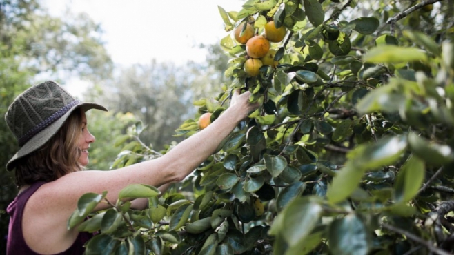 Becky Cardenas picking persimmons for her holiday table decor