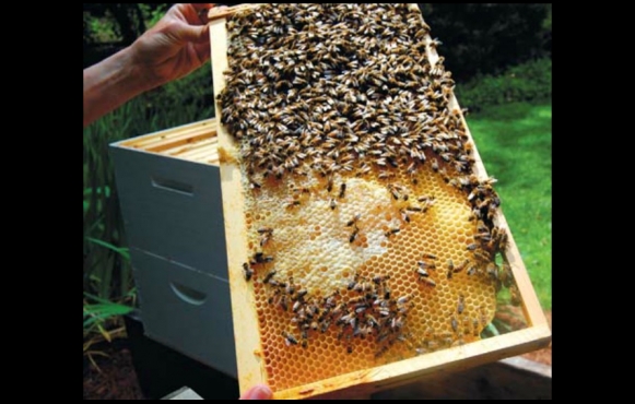 bee keeping