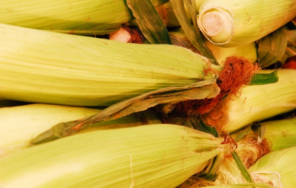 corn husks